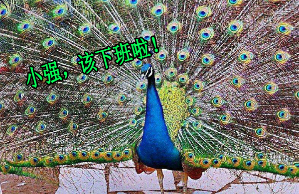 孔(kong)雀開屏(ping)